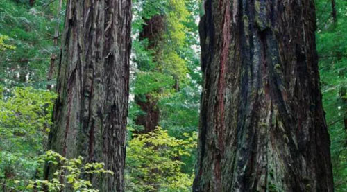 鵬鴻原生精品生態(tài)板八大優(yōu)勢(shì)介紹