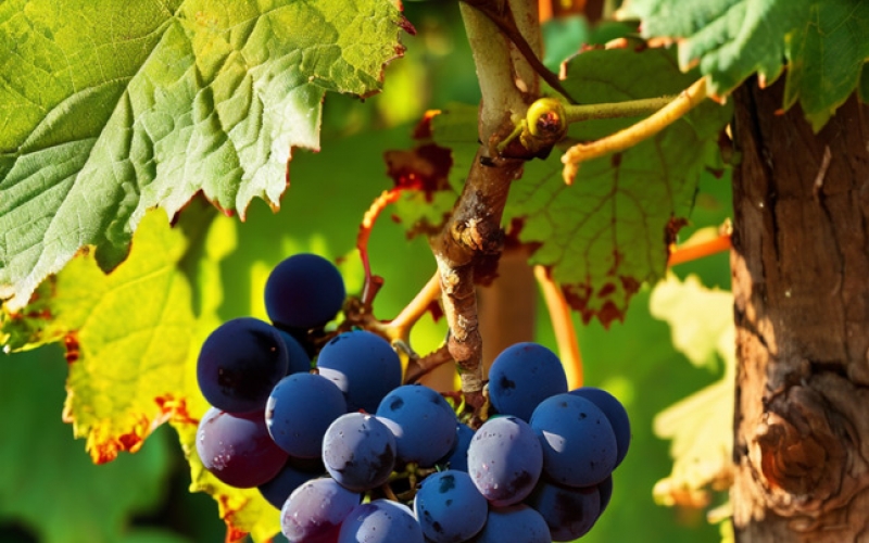 中山酒類(lèi)協(xié)會(huì )參加深圳葡萄酒展會(huì )